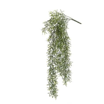 Cactus rhipsalis pilocarpa finto PUEBLA su stelo, verde, 75cm