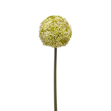 Allium finto BOUTROS, bianco-verde, 75cm