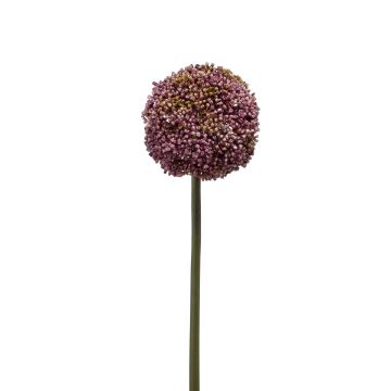 Allium finto BOUTROS, viola, 75cm