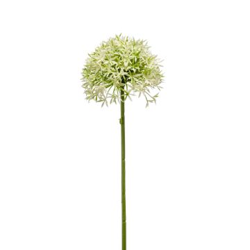 Allium finto ARNAU, verde crema, 60cm