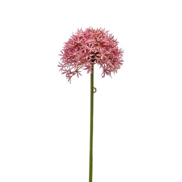 Allium finto ARNAU, fucsia, 60cm