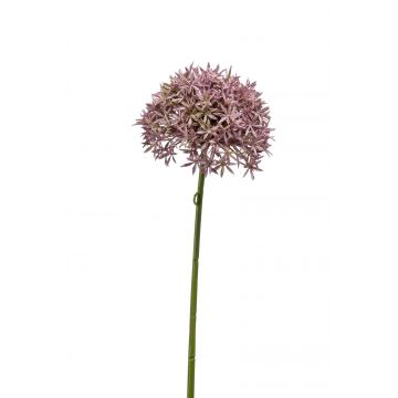 Allium finto ARNAU, rosa, 60cm