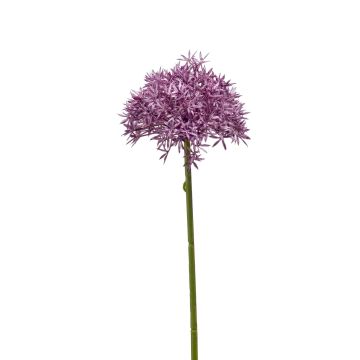 Allium finto ARNAU, viola, 60cm