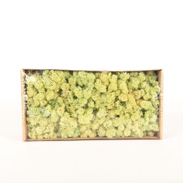 Muschio islandese naturale SVEINBJÖRN, verde pastello chiaro, 500g
