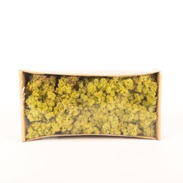 Muschio islandese naturale SVEINBJÖRN, verde luppolo, 500g