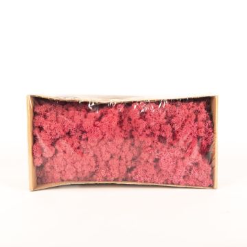Muschio islandese naturale SVEINBJÖRN, rosa anguria, 500g
