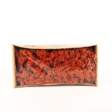 Muschio islandese naturale SVEINBJÖRN, terra di siena, 500g