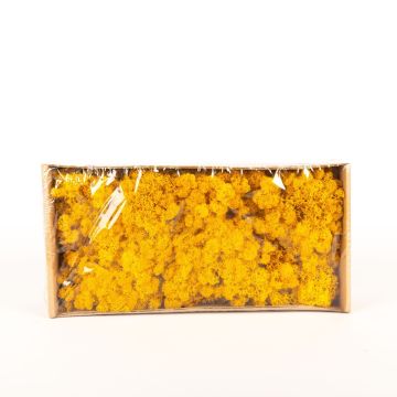 Muschio islandese naturale SVEINBJÖRN, giallo ocra, 500g