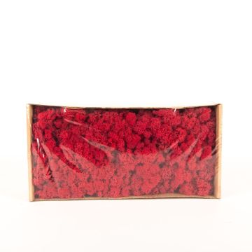Muschio islandese naturale SVEINBJÖRN, rosso scarlatto, 500g
