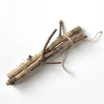 Rametti di betulla TORSTEN in mazzo, 3 pezzi, naturale, 60cm