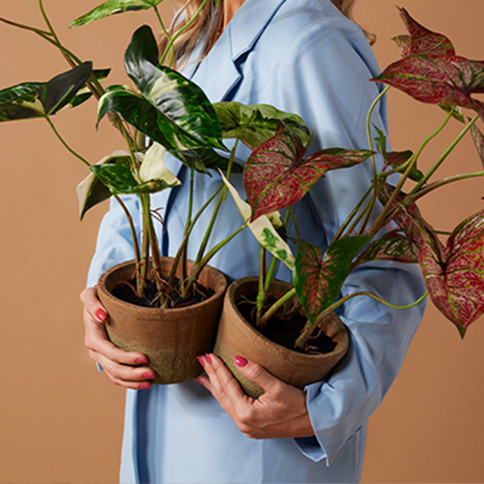 Piante in vaso di Emerald