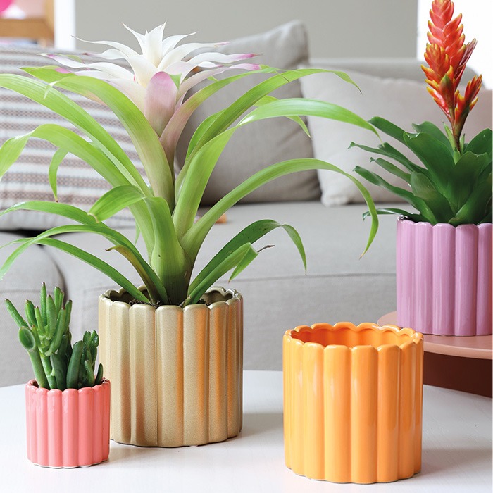 Colori dei vasi da piante