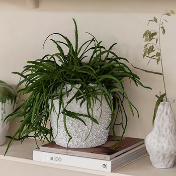 Fioriere color crema